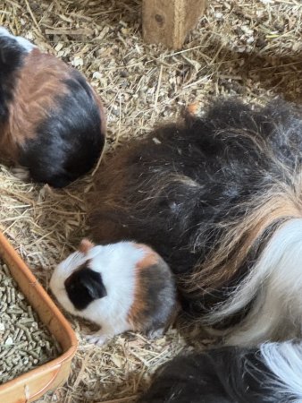 H-Wurf v VergissMeinNicht