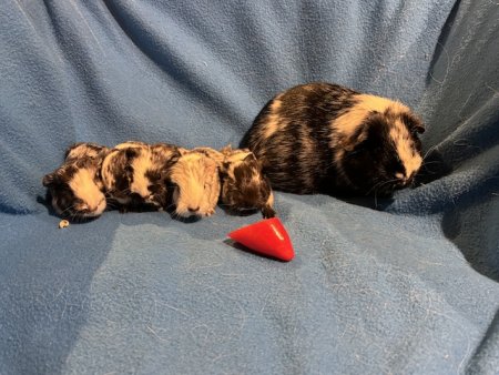 P-Wurf von Ileni (v Griesfeld)