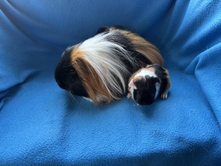 T-Wurf v VergissMeinNicht