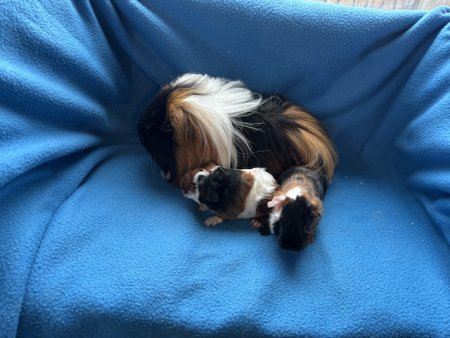 Z-Wurf v VergissMeinNicht