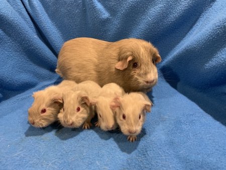 A-Wurf von Zimtstern