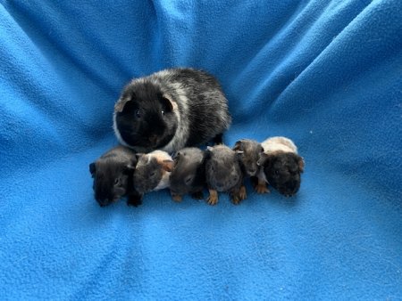 C-Wurf von Moncchichi