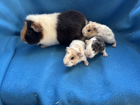 F-Wurf v Gänseblümchen