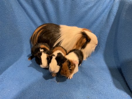 S-Wurf von Beverly (v.Meerchenstein)