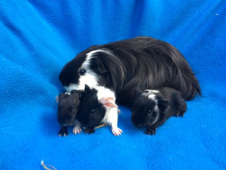 E-Wurf von Tinkerbell